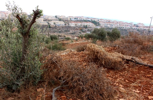 Tuhottu oliivilehto