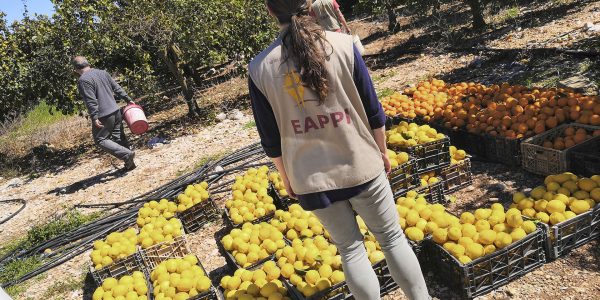 EAPPI-tarkkailija seisoo lukuisten laatikoiden edessä, jotka ovat kukkurallaan sitrushedelmiä viljemän laidalla.